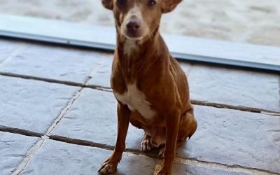 Amici in adozione – Lucky