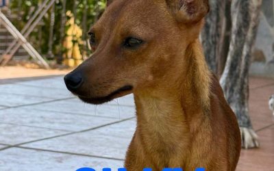 Amici in adozione – Silky
