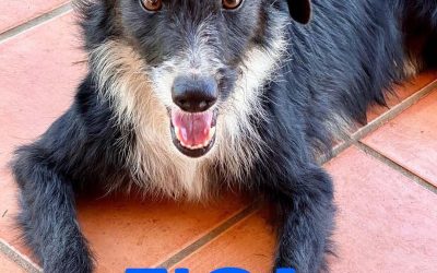 Amici in adozione – Ziga