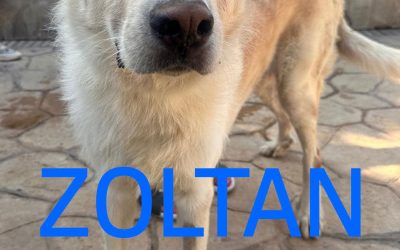 Amici in adozione – Zoltan