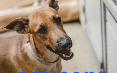 Riservato – Askany