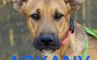 Amici in adozione – Askany
