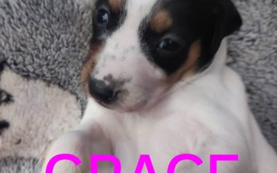 Amici in adozione – Grace