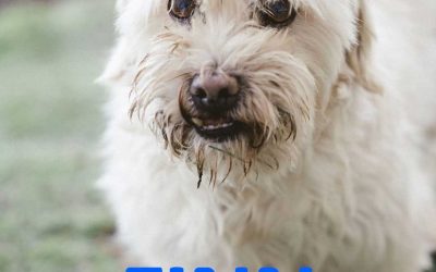 Amici in adozione – Finn