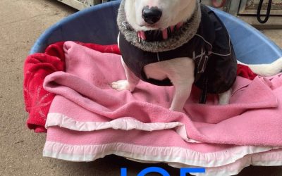 Amici in adozione – Joe