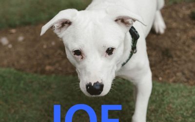 Amici in adozione – Joe