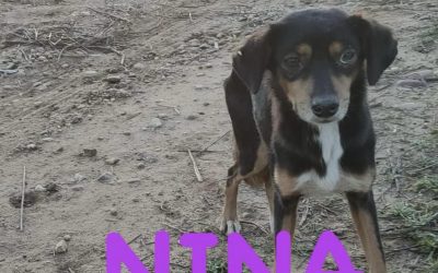 Amici in adozione – Nina