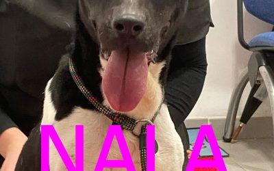 Amici in adozione – Nala