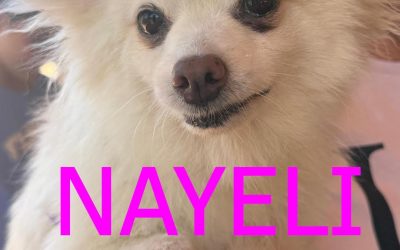 Amici in adozione – Nayeli