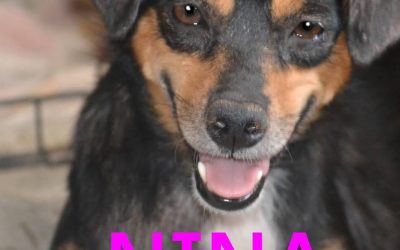 Amici in adozione – Nina