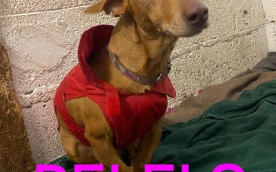 Riservata – Pelels