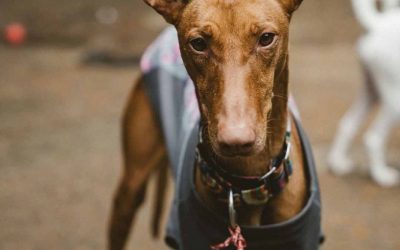 Amici in adozione – Mayra