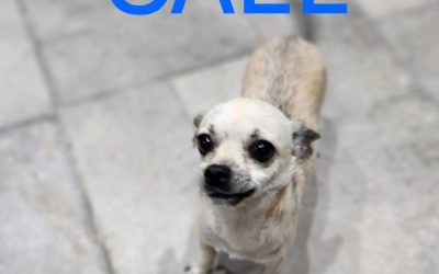 Amici in adozione – Cael