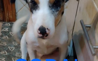 Amici in adozione – Coral