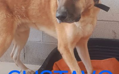 Amici in adozione – Gustavo