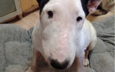 Amici in adozione – India