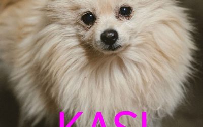 Amici in adozione – Kasi