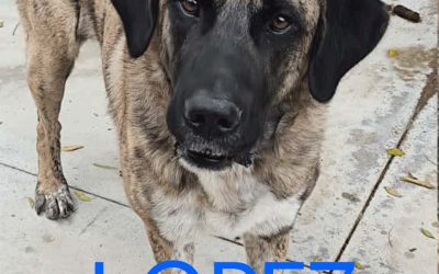 Amici in adozione – Lopez