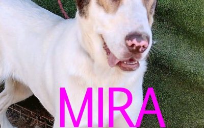 Amici in adozione – Mira