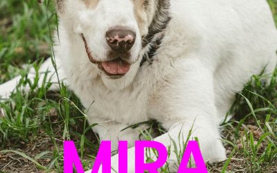 Amici in adozione – Mira