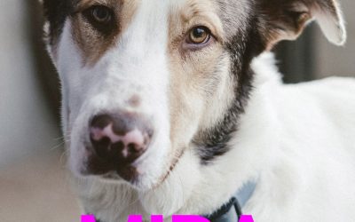 Amici in adozione – Mira