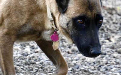 Amici in adozione – Africa