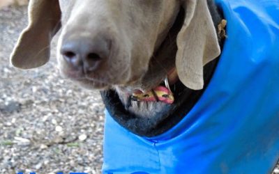 Amici in adozione – Indio