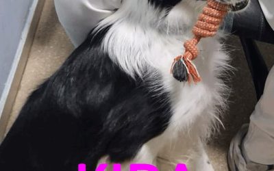 Amici in adozione – Kira