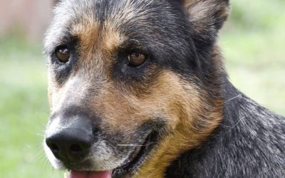 Amici in adozione – Mira