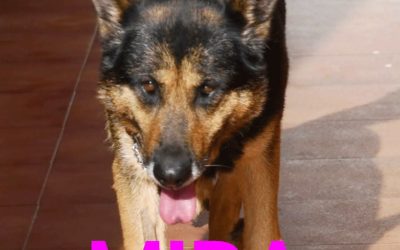 Amici in adozione – Mira