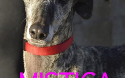 Amici in adozione – Mistica