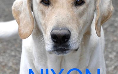 Amici in adozione – Nixon