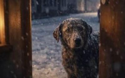 Attenzione al freddo intenso!