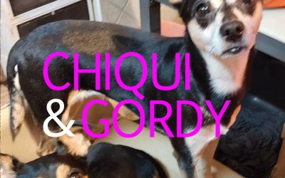 Amici in adozione – Chiqui & Gordy