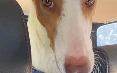 Amici in adozione – Dacil