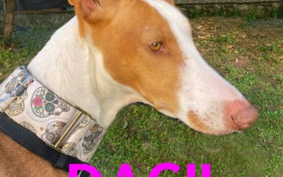 Amici in adozione – Dacil