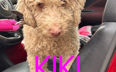 Amici in adozione – Kiki