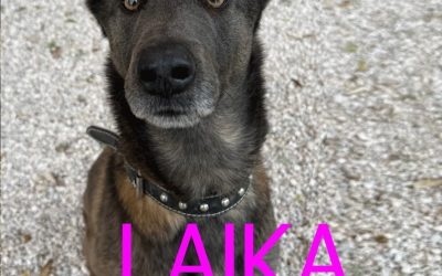Amici in adozione – Laika