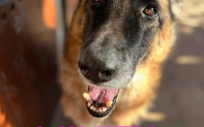 Amici in adozione – Nikita