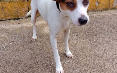 Amici in adozione – Niko