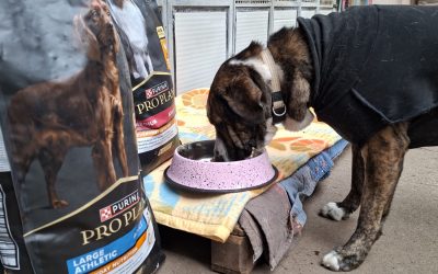 Concorso “Ciotole della Felicità”: GRAZIE!!!