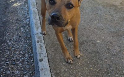 Amici in adozione – Pepita