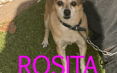 Amici in adozione – Rosita
