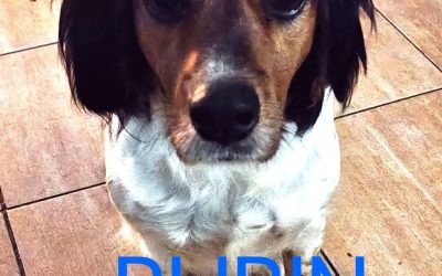 Amici in adozione – Rubin