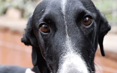 Amici in adozione – Andalia