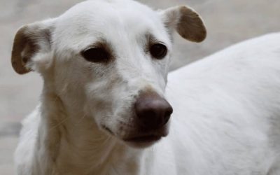 Amici in adozione – Chispas