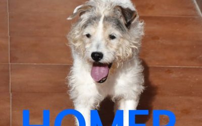 Amici in adozione – Homer