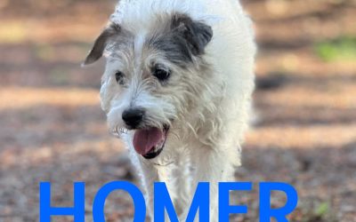 Riservato – Homer