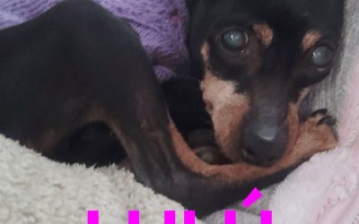 Amici in adozione – Lulù