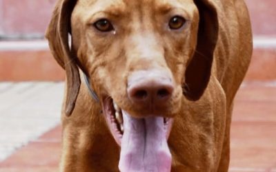 Amici in adozione – Match